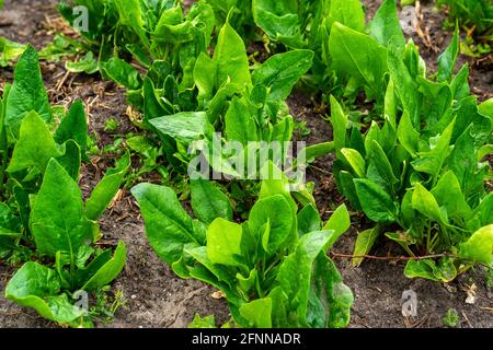 Nahaufnahme des Spinatanbaus (Spinacia oleracea) Stockfoto