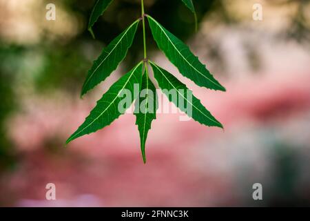 Blatt von Neem-Baum oder Azadirachta indica mit verwischtem Hintergrund Stockfoto