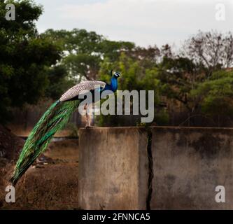 Pfau sitzt an der Wand mit grün verschwommenem Hintergrund und weiß Himmel Stockfoto
