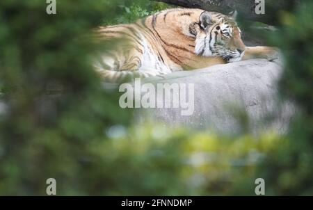 Hamburg, Deutschland. Mai 2021. Ein sibirischer Tiger liegt in seinem Gehege im Zoo Hagenbeck. Der Zoo ist seit Ende April wieder geöffnet. Kredit: Marcus Brandt/dpa/Alamy Live Nachrichten Stockfoto