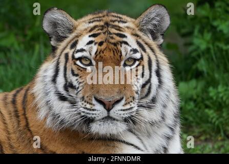 Hamburg, Deutschland. Mai 2021. Ein sibirischer Tiger liegt in seinem Gehege im Zoo Hagenbeck. Der Zoo ist seit Ende April wieder geöffnet. Kredit: Marcus Brandt/dpa/Alamy Live Nachrichten Stockfoto