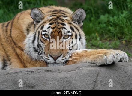 Hamburg, Deutschland. Mai 2021. Ein sibirischer Tiger liegt in seinem Gehege im Zoo Hagenbeck. Der Zoo ist seit Ende April wieder geöffnet. Kredit: Marcus Brandt/dpa/Alamy Live Nachrichten Stockfoto