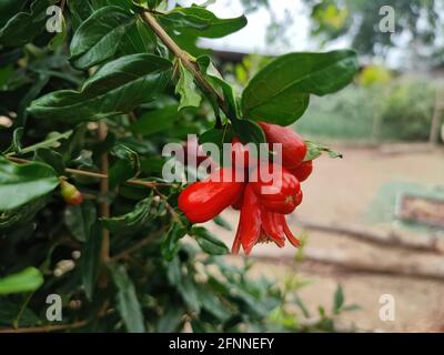 Blütenknospen von Granatapfelbaum im Garten Stockfoto