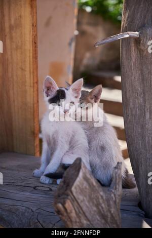 Zwei kleine Katzen, die aus einem Wald auf die Kamera schauen Zweig zwischen den Bäumen Stockfoto