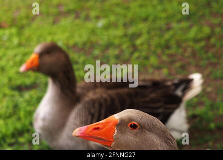 Potsdam, Deutschland. Mai 2021. Pommersche Gänse sitzen auf einer Wiese in der Brauerei Forsthaus Templin. Quelle: Soeren Stache/dpa-Zentralbild/dpa/Alamy Live News Stockfoto