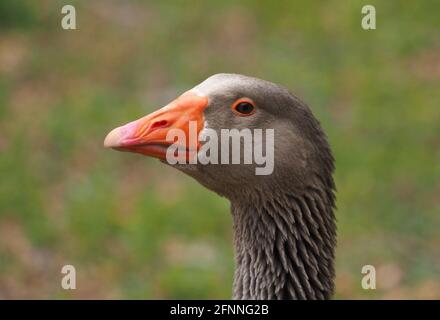 Potsdam, Deutschland. Mai 2021. Eine pommersche Gans steht auf einer Wiese in der Brauerei Forsthaus Templin. Quelle: Soeren Stache/dpa-Zentralbild/dpa/Alamy Live News Stockfoto