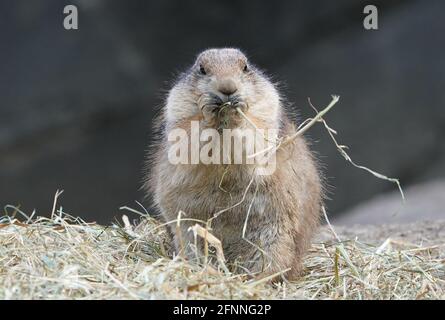 Hamburg, Deutschland. Mai 2021. Ein Präriehund isst im Präriehundgehege im Zoo Hagenbeck. Kredit: Marcus Brandt/dpa/Alamy Live Nachrichten Stockfoto