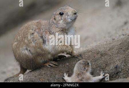 Hamburg, Deutschland. Mai 2021. Im Gehege des Hagenbeck Zoos sind ein Baby-Präriehund (unten) und ein weiblicher Präriehund zu sehen. Kredit: Marcus Brandt/dpa/Alamy Live Nachrichten Stockfoto