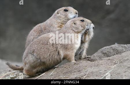 Hamburg, Deutschland. Mai 2021. Im Präriehundgehege im Zoo Hagenbeck wird ein Baby-Präriehund (r) gesehen. Kredit: Marcus Brandt/dpa/Alamy Live Nachrichten Stockfoto