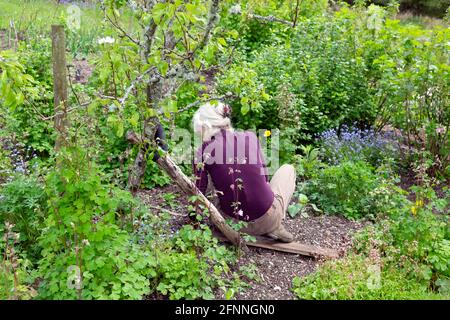 Ältere ältere ältere Frau aus den siebziger Jahren trägt lila oben hockend Jäten im Garten In Obst Gemüse Gemüse Gemüse Mai 2021 Garten Wales UK Great Großbritannien KATHY DEWITT Stockfoto