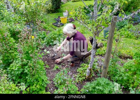 High-View Blick auf ältere Frau im Garten Verpflanzen Setzlinge In Obst und Blumen Landgarten ländlichen Wales Großbritannien Great Großbritannien KATHY DEWITT Stockfoto