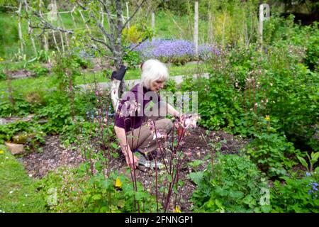 Ältere ältere ältere Frau aus den siebziger Jahren trägt lila oben hockend Jäten im Garten In Obst Gemüse Gemüse Gemüse Mai 2021 Garten Wales UK Great Großbritannien KATHY DEWITT Stockfoto