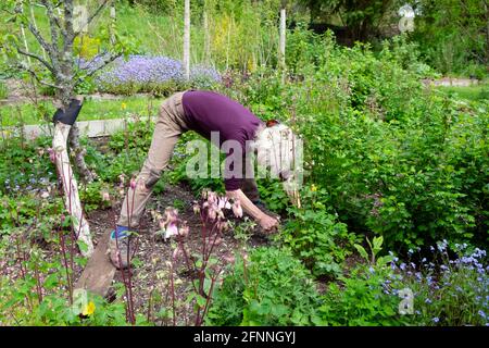 Ältere Frau aktiv Senior Biegen über die Pflanzung im Garten in Spring Garden May Carmarthenshire Wales Großbritannien Europa KATHY DEWITT Stockfoto