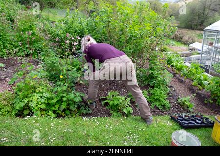 Rückansicht der älteren aktiven älteren Frau im Garten Verpflanzen Setzlinge in Obst Gemüse Gemüse Gemüse Garten in Wales UK Great Großbritannien KATHY DEWITT Stockfoto