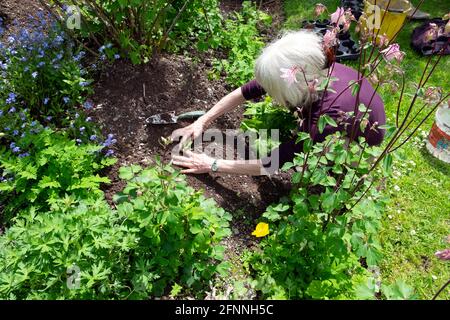 High-View Blick auf ältere Frau im Garten Verpflanzen Setzlinge In Obst und Blumenbeet Landgarten Wales UK Great Großbritannien KATHY DEWITT Stockfoto