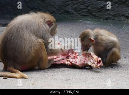 Hamburg, Deutschland. Mai 2021. Im Zoo Hagenbeck fressen Paviane aus Jackets ein Stück Fleisch. Kredit: Marcus Brandt/dpa/Alamy Live Nachrichten Stockfoto