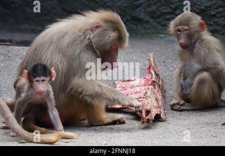 Hamburg, Deutschland. Mai 2021. Im Zoo Hagenbeck fressen Paviane aus Jackets ein Stück Fleisch. Kredit: Marcus Brandt/dpa/Alamy Live Nachrichten Stockfoto