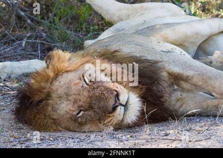 Großer erwachsener männlicher Löwe (Panthera leo), Portrait aus der Nähe, schläft im Kruger National Park, Südafrika Stockfoto