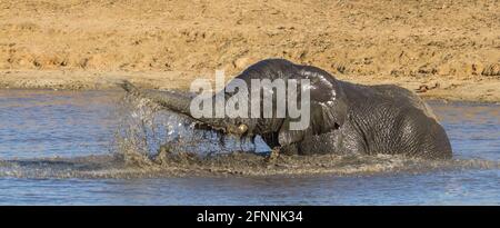 Afrikanischer Elefant (Loxodanta africana) Panorama Baden, spielen und Wasser in die Luft werfen an einem Wasserloch im Krüger Nationalpark, Südafrika Stockfoto