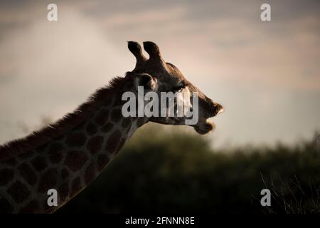 Kopf der weiblichen Giraffe (Giraffe camelopardalis) im späten Nachmittagslicht. Dinnokeng Big 5 Game Reserve, Gauteng, Südafrika. Stockfoto