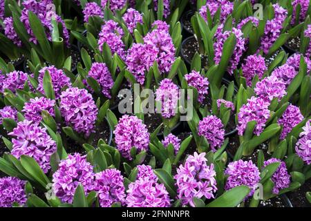 Violette Hyazinthen im Bellagio Conservatory and Botanical Gardens in Las Vegas, Nevada. Stockfoto