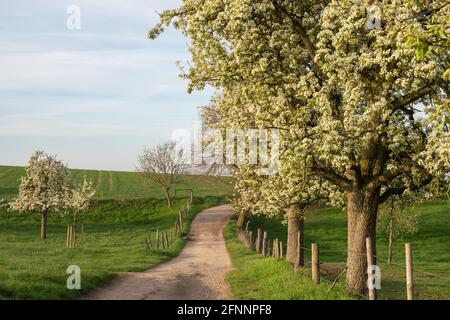 Schöne Landschaft mit blühenden Bäumen in der Nähe des Weges im Bergischen Land, Deutschland Stockfoto