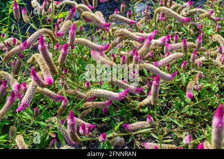 Schwanzmuschel (Celosia Argentea spicata) - Davie, Florida, USA Stockfoto