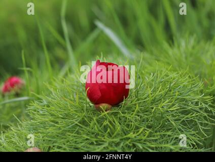 Nahaufnahme eines schönen roten Farnblattes, an dem die Pfingstrose blüht Ein Park Stockfoto