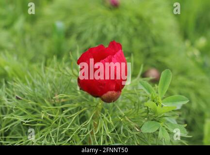 Nahaufnahme eines schönen roten Farnblattes, an dem die Pfingstrose blüht Ein Park Stockfoto