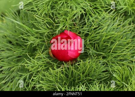 Über dem Kopf eine wunderschöne, blühende rote Farnblattpeonie In einem Park Stockfoto