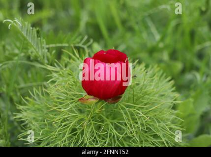 Nahaufnahme eines schönen roten Farnblattes, an dem die Pfingstrose blüht Ein Park Stockfoto