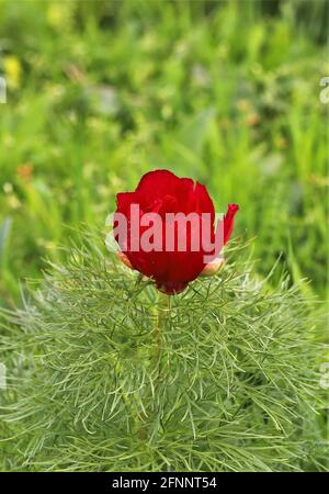 Vertikale Aufnahme eines schönen roten Farnblattes, das blüht In einem Park Stockfoto