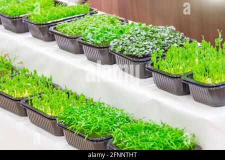 Microgreen. Rettich sprießt in Plastikbehälter auf der Theke eines Supermarkts, Lebensmittelgeschäft Stockfoto