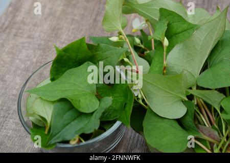 Blatt von houttuynia Kordatfisch Kraut Stockfoto