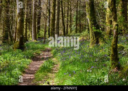 Einer der Wege markierte Spaziergänge im Wald bei Drumlanrig Castle in the Scottish Borders Stockfoto