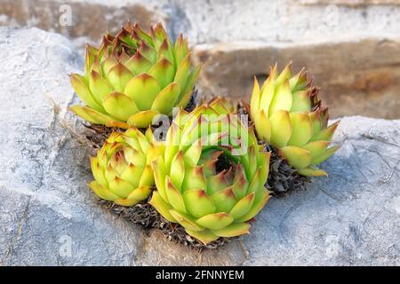 Grünes Zuhause. Sukkulenten Pflanzen in großen Topf im Hof. Sukulente Pflanze für die Landschaftsgestaltung. Aeonium virgineum Pflanze. Pflanzen für Haus. Stockfoto