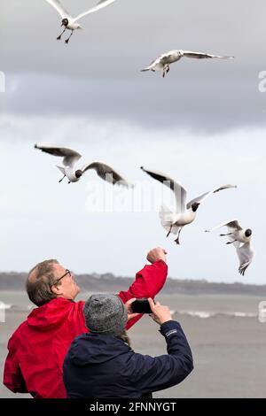 Ehepaar, Mann und Frau, die sich von Hand füttern und schwarze Möwen fotografieren, Chroicocephalus ridibundus, über ihnen fliegen Mudeford Quay UK Stockfoto