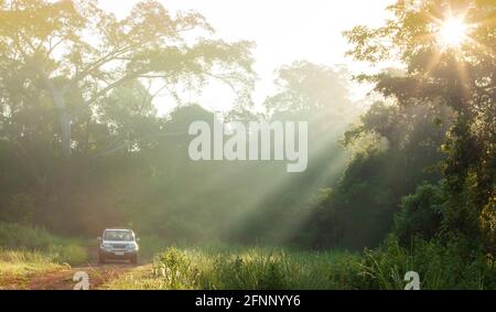 Silbernes SUV-Auto, das bei Sonnenaufgang auf einer Waldstraße fährt, großer banyan-Baum und wilde Bäume im Hintergrund. Weicher Fokus auf SUV-Fahrzeuge. Stockfoto