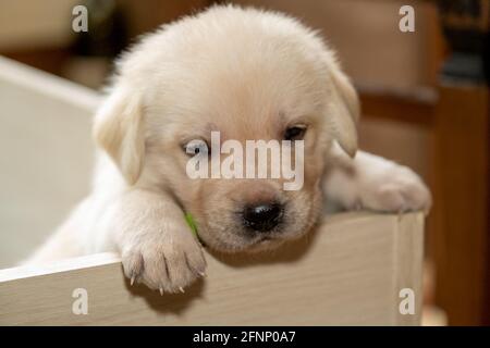 Junger labrador Welpenhund Stockfoto