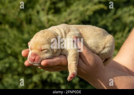 Neugeborener labrador Welpenhund in den Händen Stockfoto