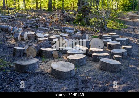 Ein abgeholztes Holz wurde in Baumstämme gesägt, die in Wäldern in der Nähe von Haywards Heath, West Sussex, England, auf dem Boden liegen. Stockfoto