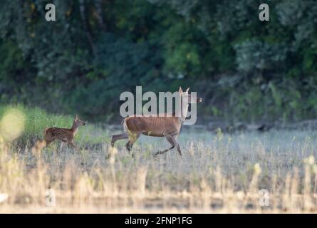 Hintern (weibliche Rothirsche) und Rehkitz auf der Wiese vor dem Wald. Wildtiere in natürlichem Lebensraum Stockfoto