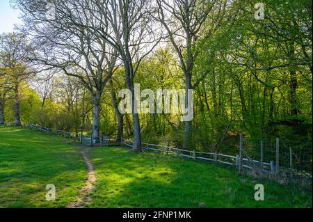 Fußweg über Weidefeld, der an einem frühen Frühlingsmorgen mit wenig Sonnenlicht in einen Wald aus Laubbäumen führt, West Sussex, England. Stockfoto