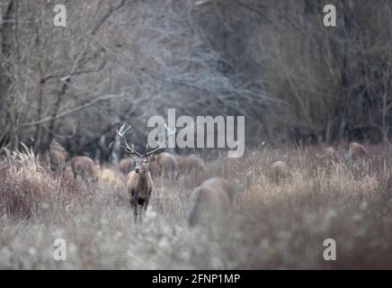 Rothirsch mit großem Geweih mit einer Gruppe von Hindernissen, die auf der Wiese vor dem Wald stehen. Wildtiere in natürlichem Lebensraum Stockfoto