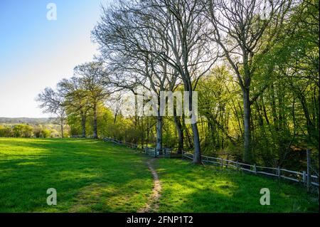 Fußweg über Weidefeld, der an einem frühen Frühlingsmorgen mit wenig Sonnenlicht in einen Wald aus Laubbäumen führt, West Sussex, England. Stockfoto