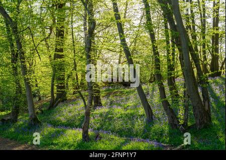 Wald in der Nähe von Scaynes Hill, der Boden ist mit blauen Glocken bedeckt und am frühen Morgen strömt Sonnenlicht durch Äste. West Sussex, England.