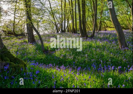 Wald in der Nähe von Scaynes Hill, der Boden ist mit blauen Glocken bedeckt und am frühen Morgen strömt Sonnenlicht durch Äste. West Sussex, England. Stockfoto