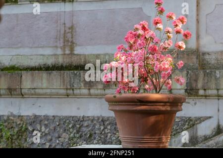 Rosa Blume in einem Topf Stockfoto
