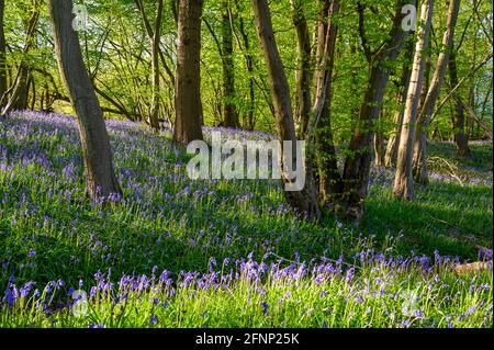 Wald in der Nähe von Scaynes Hill, der Boden ist mit blauen Glocken bedeckt und am frühen Morgen strömt Sonnenlicht durch Äste. West Sussex, England. Stockfoto