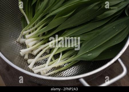 Frisch geschnittene, ausgeforste Rampen, die in einem Sieb gespült werden Das Waschbecken Stockfoto